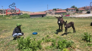 15 Haziran 2025 Kalkanlı, Aksaklı, Kıravdan, Kayapınar, Eşenkara