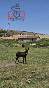 15 Haziran 2025 Kalkanlı, Aksaklı, Kıravdan, Kayapınar, Eşenkara